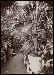 Planter i et drivhus på Helen Gould-ejendommen (den afdøde Jay Goulds bolig) i Tarrytown, New York, 1894 (sølvgelatineprint)